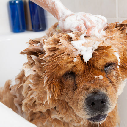 Self-Service Dog WashDog grooming