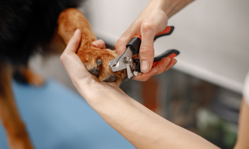 Dog getting nails clipped